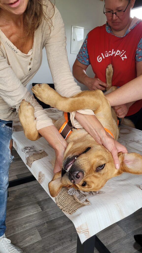 Dorn-Osteo für Hunde Meine Schüler beim üben der Dorngriffe