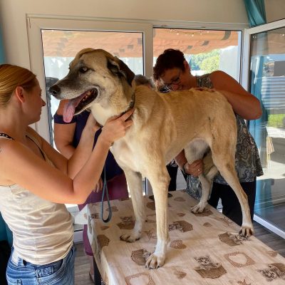 Dorn- Osteo für Hunde. Hoch konzentriert bei der Arbeit am Hund